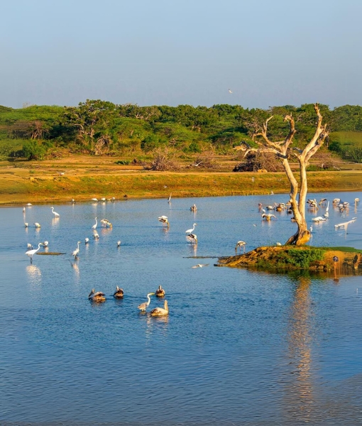Bundala National Park