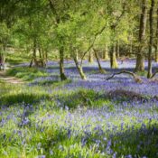 Springtime in the Scottish Highlands