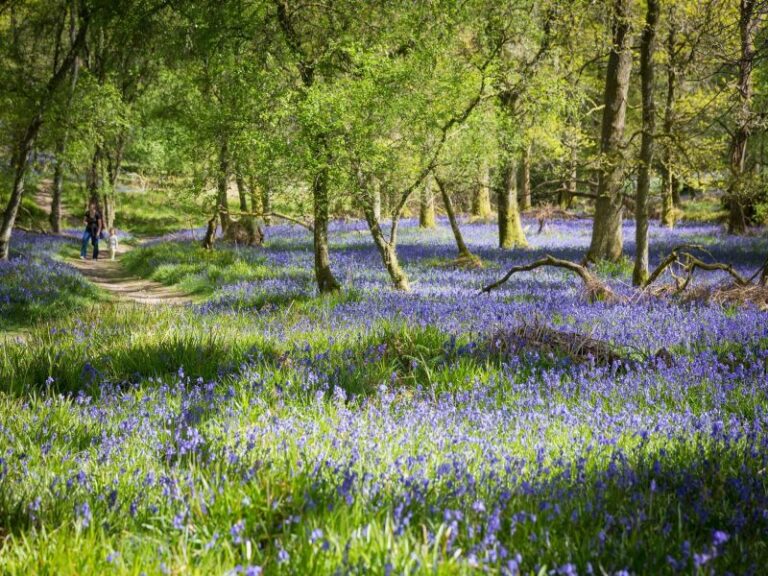 Springtime in the Scottish Highlands