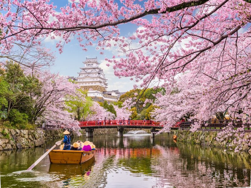 Chasing Cherry Blossoms in Japan