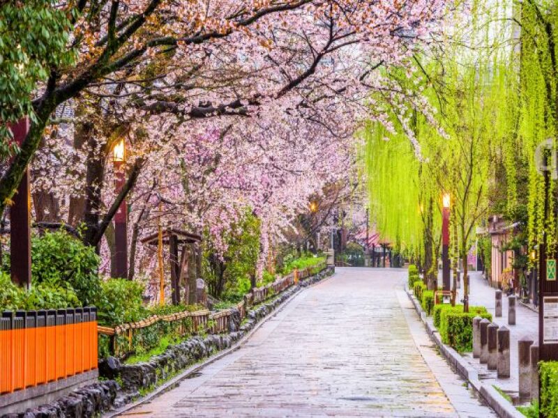 Chasing Cherry Blossoms in Japan