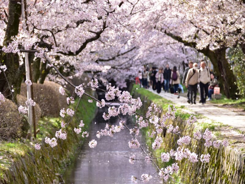 Chasing Cherry Blossoms in Japan