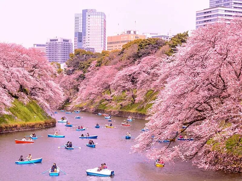 Chasing Cherry Blossoms in Japan